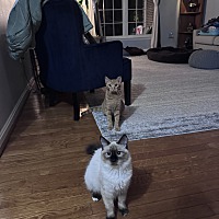 adopt a pet