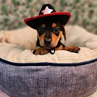 adopt a pet