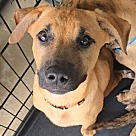 Adopt A Pet :: Laika - Locust Grove, GA