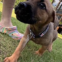 adopt a pet