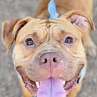adopt a pet