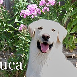 Thumbnail photo of Luca #1