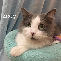 Thumbnail photo of Zoey #1