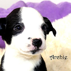 Thumbnail photo of Archie~adopted! #4