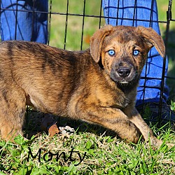 Thumbnail photo of Monty~adopted! #1