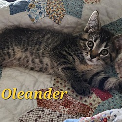 Thumbnail photo of Oleander  #2