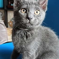 Photo of Bean - Outgoing Kitten Boy
