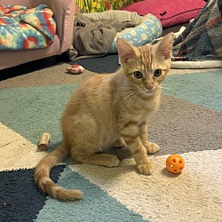 Photo of Cheeto