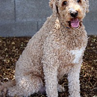 adopt-pet