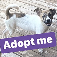 adopt a pet