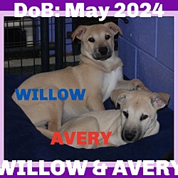 Thumbnail photo of WILLOW-Boy #1