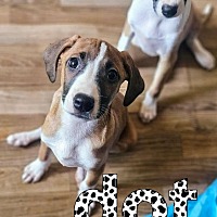 adopt a pet