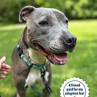 adopt a pet