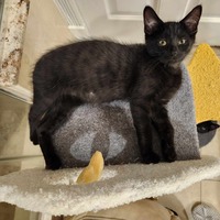 adopt-pet