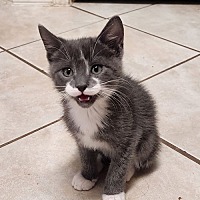 adopt a pet