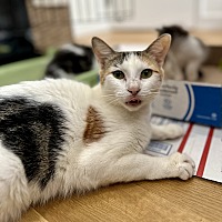 adopt a pet