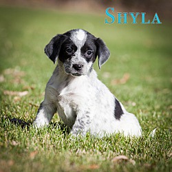 Photo of Shyla