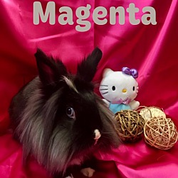 Photo of Magenta