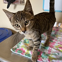 Lincoln County Animal Shelter in Newport, Oregon