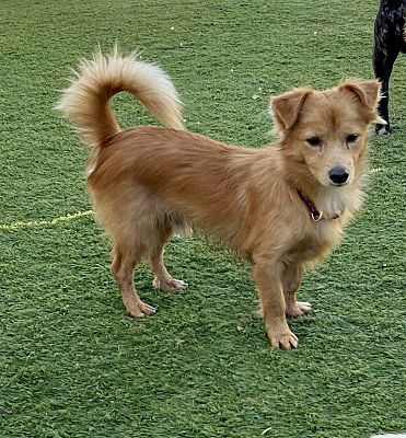 Woodland Hills, CA - Jack Russell Terrier/Golden Retriever. Meet Cody a ...