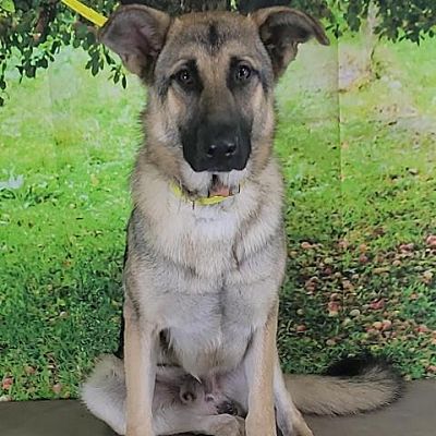 Oshkosh, WI - Shepherd (Unknown Type). Meet Billy a Pet for Adoption ...