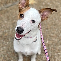 Photo of Chloe (Bunnie)
