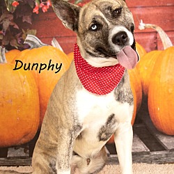 Thumbnail photo of Dunphy #2