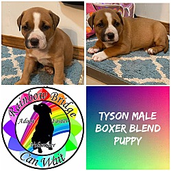 Photo of Tyson