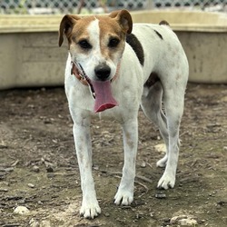 Thumbnail photo of CAPTAIN JACK RUSSELL #3