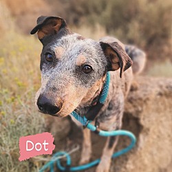 Thumbnail photo of Dot #1