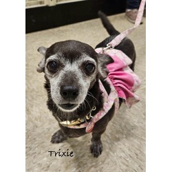 Thumbnail photo of Trixie #7 #1