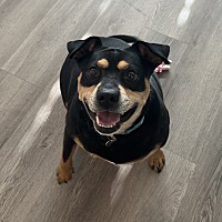 adopt a pet