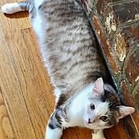 adopt a pet