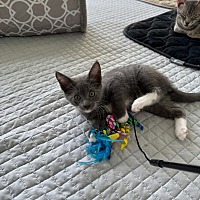 adopt a pet