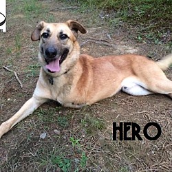 Thumbnail photo of Hero - Adopted Sept 2016 #1