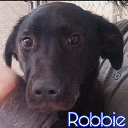 Thumbnail photo of Robbie #2