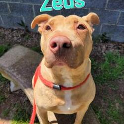 Thumbnail photo of Zeus #1