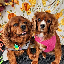 Photo of Lily and Mia - Bonded Pair