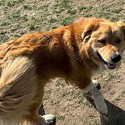Thumbnail photo of Lassie #4