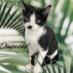 Thumbnail photo of Diamond #1