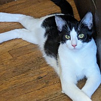 adopt a pet