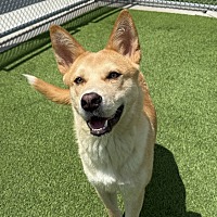 adopt a pet