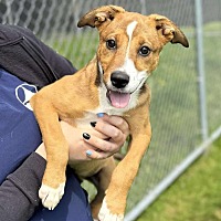 adopt a pet