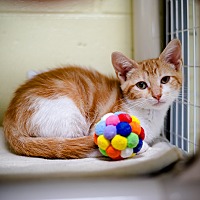 adopt a pet