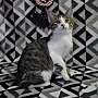 PRINCESS PEACH (BONDED TO MARIO) - Domestic Shorthair available for adoption