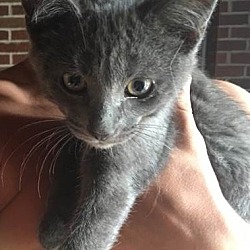 Thumbnail photo of All Gray Kitten #2