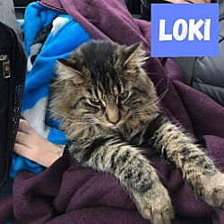 Thumbnail photo of Loki #4