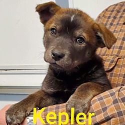 Thumbnail photo of Kepler #2