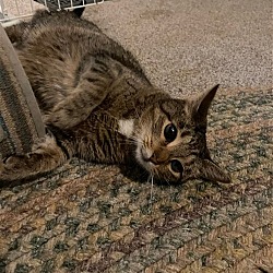 Photo of Clover - lap cat