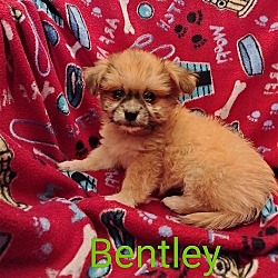 Photo of Bentley (TX)
